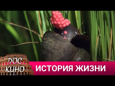 Видео: 🎭ИСТОРИЯ ЖИЗНИ🌎 ДОКУМЕНТАЛЬНОЕ КИНО 🎆 2023