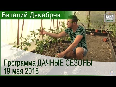 Видео: Дачные сезоны с Виталием Декабревым. 19 мая 2018 (104)