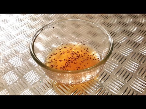 Видео: МУШКИ ДРОЗОФИЛЫ \ ЛУЧШЕЕ СРЕДСТВО...DROSOPHILE  \ THE BEST MEDIUM..