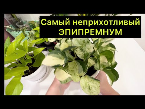 Видео: Эпипремнум хэппи лиф – самый неприхотливый из всех эпипремнумов и сциндапсусов