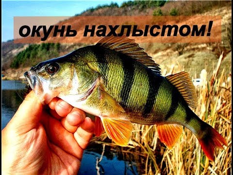 Видео: НАХЛЫСТ - ОКУНЬ - СУПЕР КЛЁВ!!! Мушка - Малёк.