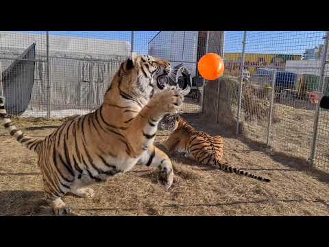 Видео: Тигры и Шарики!))TIgers and Ballons!)