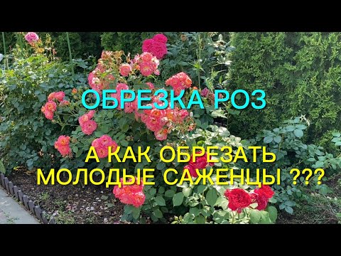 Видео: Розы. Обрезаем флорибунды, шрабы, чайно - гибридные розы. А как поступить с молодыми саженцами???
