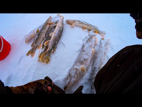 Видео: Не ожидал ТАКОГО КЛЁВА!! Расставил ЖЕРЛИЦЫ в МЕТЕЛЬ, и НАЛОВИЛ!!