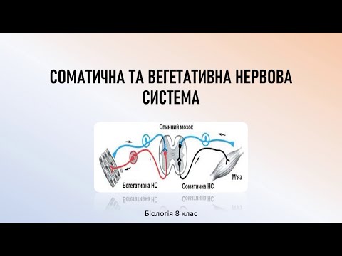 Видео: Біологія людини. Соматична та вегетативна нервова система