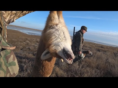 Видео: Охота на лису. Ещё бы один промах, и она ушла!!! Fox hunting