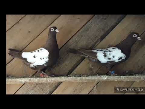 Видео: За душу взяло, песня о потерях и возвращениях голубей. Автор Юрий Лукич (Юра Борвенковский)Евпатория