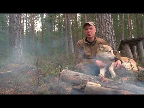 Видео: Выбор пули для охоты с лайкой.Охотничья страсть на грани жизни и смерти.