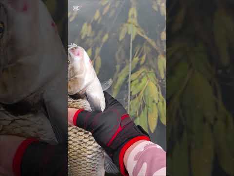 Видео: Огромни Маришки кефали😳