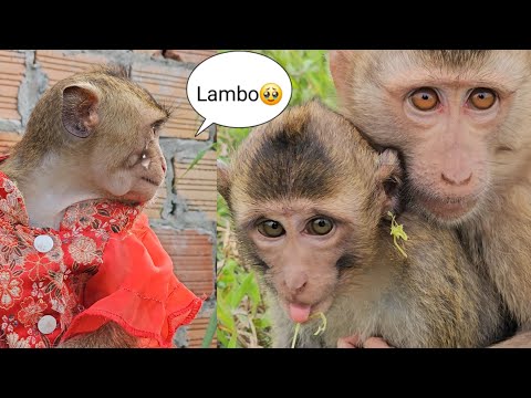 Видео: Наху скучает по Ламбо🥹 Кто защитит Наху теперь, когда Ламбо больше нет?