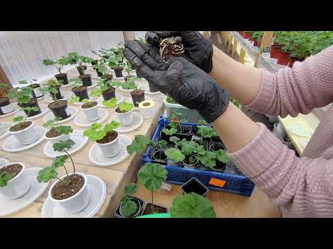 Видео: #669.Укоренились черенки-малыши от 14.01.24