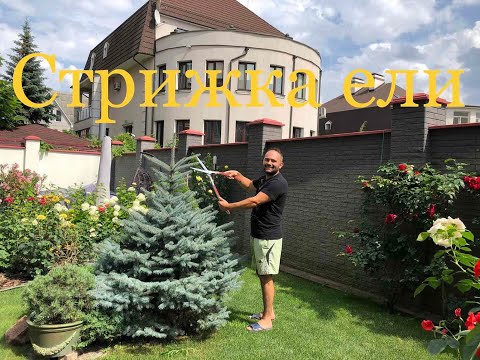 Видео: Стрижка голубой ели