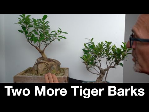 Видео: Ещё два тигриных лая: Бонсай Дэйва E531