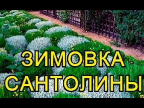 Видео: САНТОЛИНА - подготовка к зиме. Укрытие на зиму.