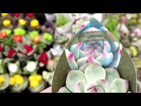 Видео: 🦊Ашан🍃Цветочки