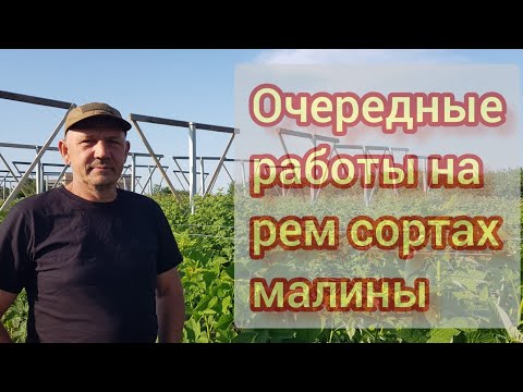 Видео: Кормление и обработки рем сортов малины. Очередной этап