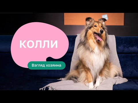 Видео: Колли - все о породе, плюсы и минусы — шоу «Ожидание/реальность»