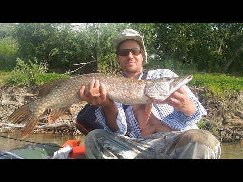 Видео: ХОРОШАЯ ЩУПАКАБРА НА ПОРОЛОН! Рыбалка Иртыш, Омск.