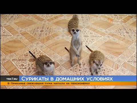 Видео: У красноярца в квартире живут 11 сурикатов болельщиков, толерантный кот и другая живность