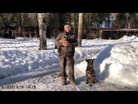 Видео: Щенки Бельгийской овчарки (Малинуа)