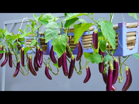 Видео: Новый метод | Выращивайте баклажаны в пластиковых стульях, плоды большие и много