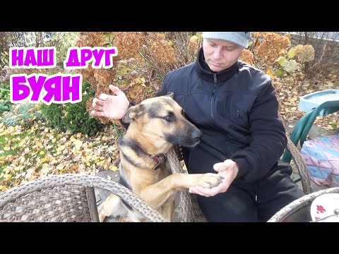 Видео: Наш друг БУЯН. С 2 месяцев до 2 лет. Опыт любви, воспитания и совместного проживания.