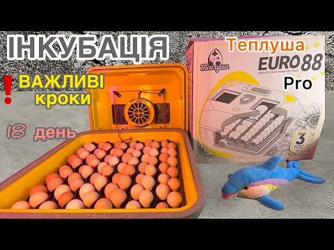 Видео: Без цього ніяк‼️ВАЖЛИВО зробити на 1️⃣8️⃣ день інкубації в Теплуша EURO 88 Pro