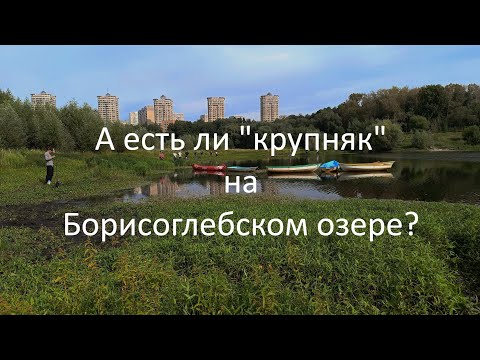 Видео: А есть ли "крупняк" на Борисоглебском озере или Чемпионат  по  ловле  спиннингом с берега 26 08 2023