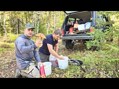 Видео: ГРИБЫ СОБИРАЛИ ВЕДРАМИ. СБОР БЕЛЫХ И СОЛЕНЫХ ГРИБОВ К СТОЛУ. ВЫХОД ГРИБА В СЕНТЯБРЕ.