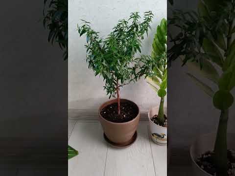 Видео: Обзор моих ароидных, хой и др растений🌿🪴🌿