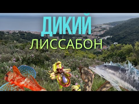 Видео: Дикий Лиссабон - влог о природе // Wild Lisbon - Wildlife Vlog