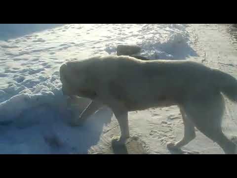 Видео: Из Березовой рощи. Внук Ниндзи и сын Тотохи.