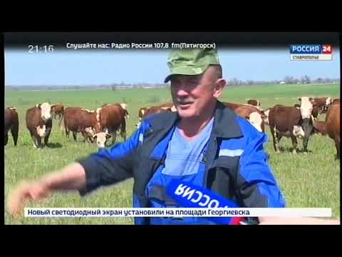 Видео: Племенные герефорды Ставропольского края Агровести 7 05 2019