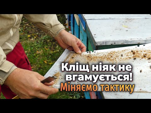 Видео: Кліщ Вароа агресивний. Змінили схему обробки бджіл.