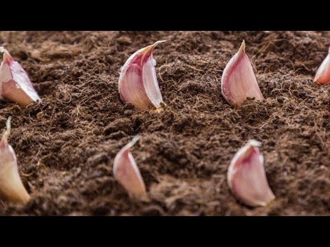 Видео: ПРАВИЛА ПОСАДКИ ОЗИМОГО ЧЕСНОКА ПОШАГОВО ДЛЯ ОТЛИЧНОГО УРОЖАЯ!