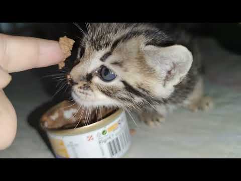 Видео: Малыш Нэнси растёт. Котята Ксюши стали больше.