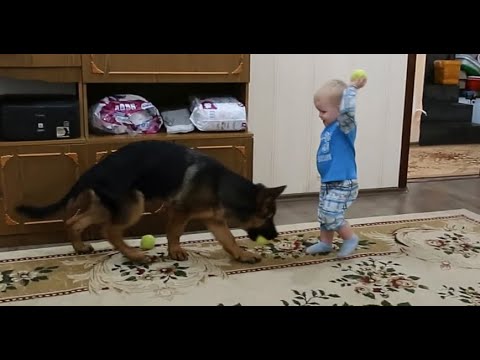 Видео: ДЕРБИ 4 МЕСЯЦА...РЕБЁНОК И ЩЕНОК НЕМЕЦКОЙ ОВЧАРКИ.