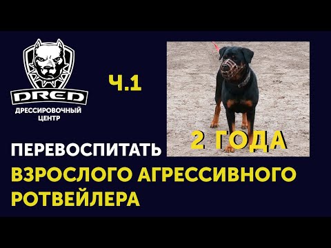 Видео: Взрослый ротвейлер с жалобами на агрессию ч.1 | Первое знакомство, тест, налаживание контакта