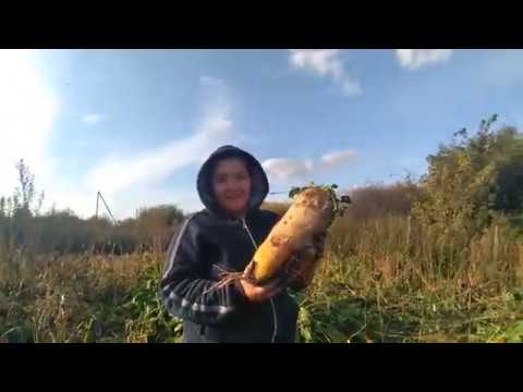 Видео: последний урожай!!!//уборка кормовой свеклы//заготовка кормов коровам