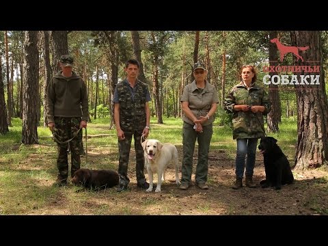 Видео: Охотничьи собаки. 23 серия. Лабрадор-ретривер