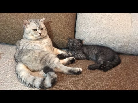 Видео: Котёнок и Кот 🐈 🐈💕