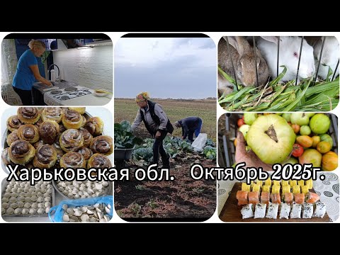 Видео: #синабоны/Готовим огород к пахоте#роллы