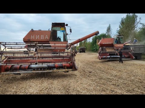 Видео: Жнива❗ Молотим двома нивами🔥Чуть не перевернув комбайна😱Дощі наробили проблем.