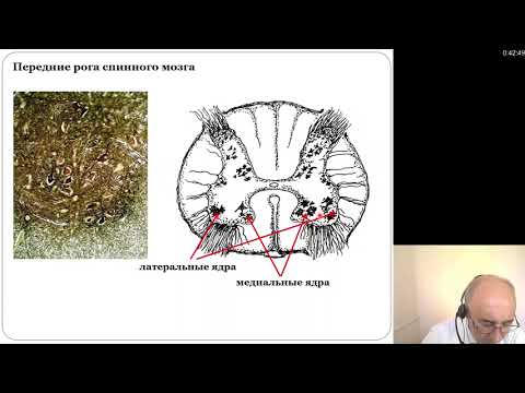 Видео: Гистология. Нервная система