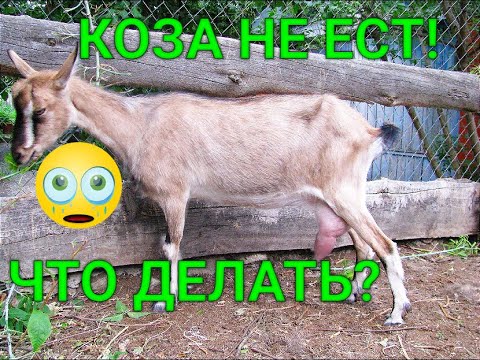 Видео: КОЗА НЕ ЕСТ, ЧТО ДЕЛАТЬ?