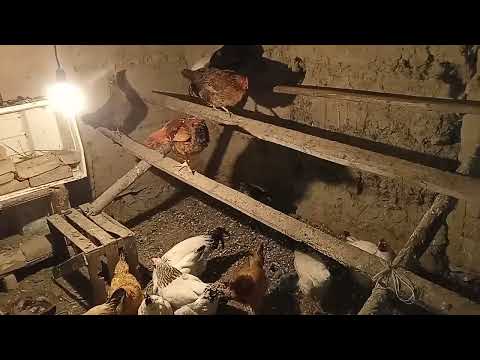 Видео: Жанадан екі адлер қораз әкелдім 😄😄/ белгісіз бір себептермен 5 тауығым өліп қалды🥲🥲#chicken
