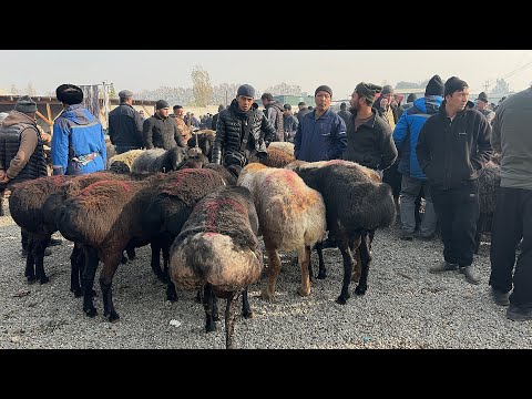 Видео: 18 ноября 2025 г АНДИЖОН ШАХРИХОН ЧУЖА КУЙ БОЗОРИ НАРХЛАРИ ANDIJON SHAXRIHON CHOʻJA QOʻY BOZORI NARX