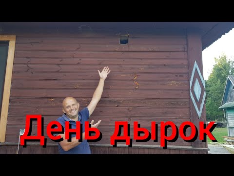 Видео: Планировали сегодня крутить гипсокартон , а в итоге пол дня принимали роды.Сколько поросят у Бочки?