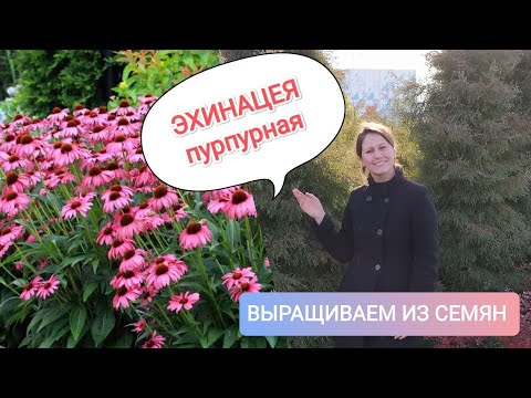Видео: Эхинацея пурпурная, выращивание из семян. От посева до пикирования.