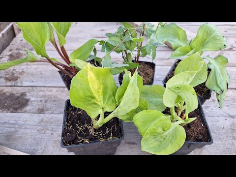 Видео: Хости від ФЛОРІУМ. Прогулянка по саду